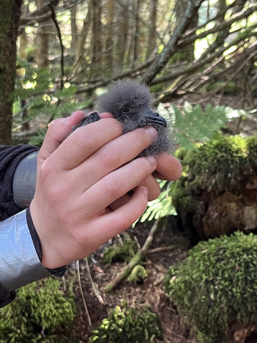 Leach's Storm-Petrel - ML640542154