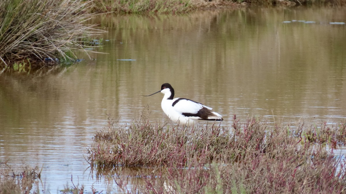 Pied Avocet - ML640542195