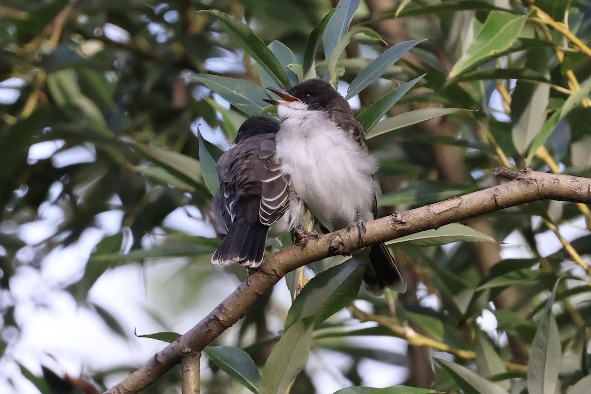Eastern Kingbird - ML640542207