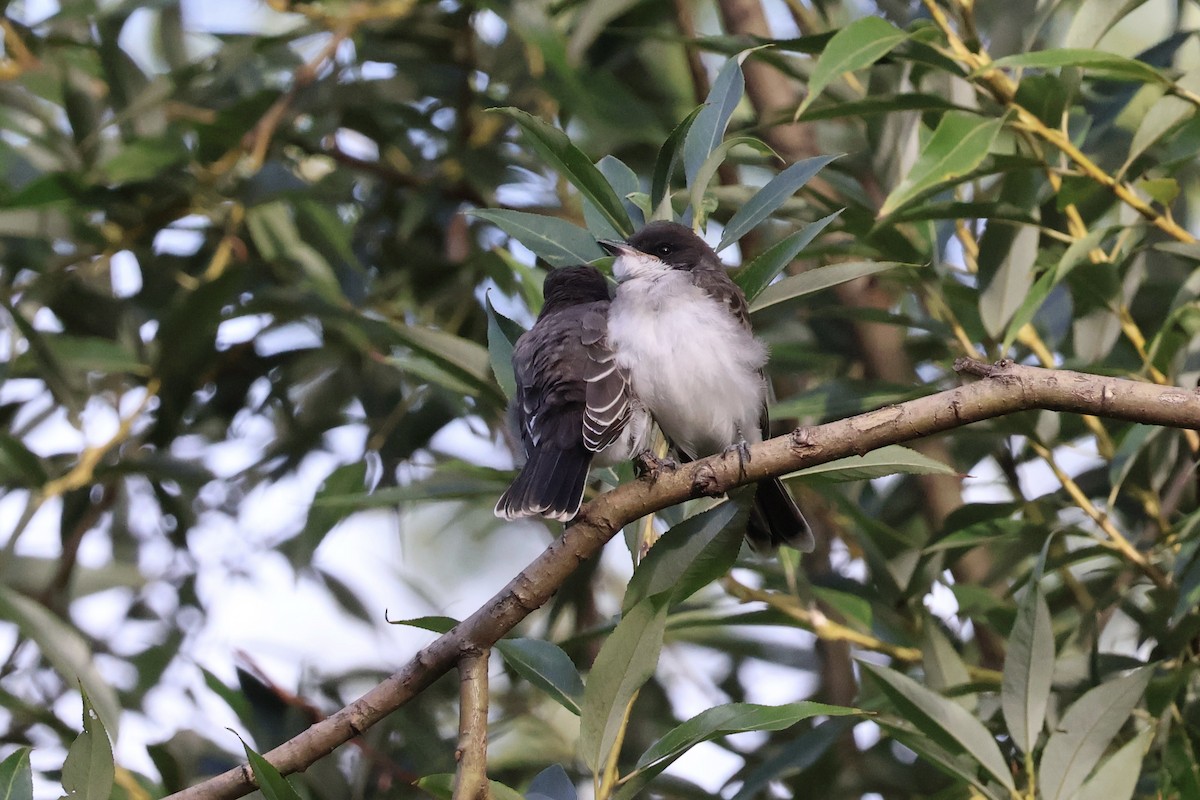 Eastern Kingbird - ML640542208