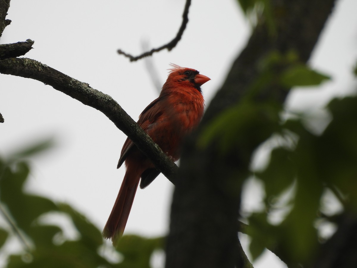 Kırmızı Kardinal - ML640542230