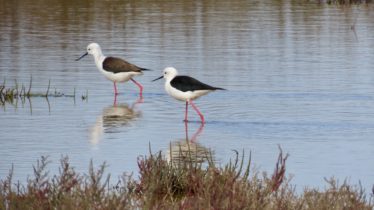 Black-winged Stilt - ML640542237