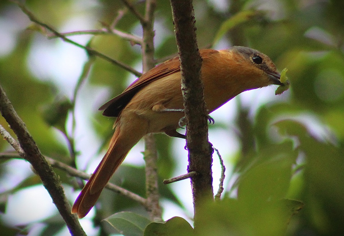 Bécarde à calotte rousse - ML640542270