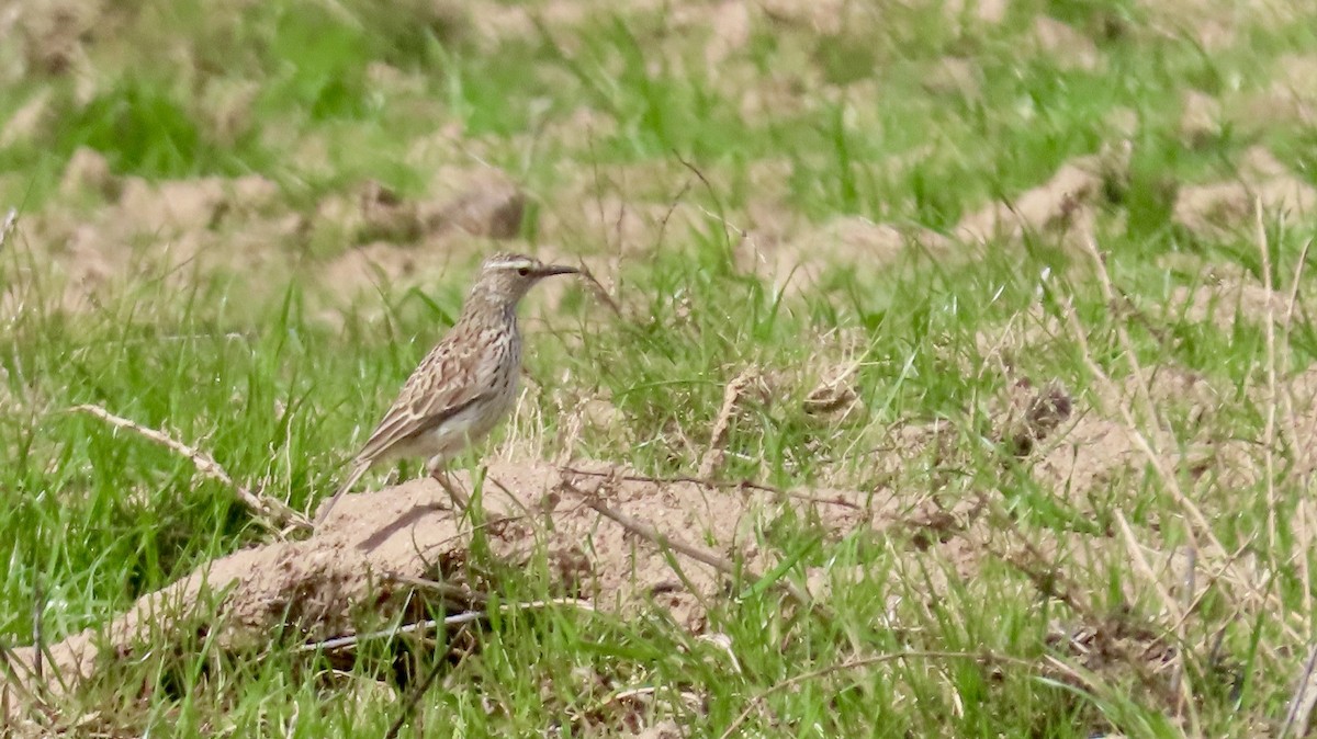 Cape Long-billed Lark (Cape) - ML640542327