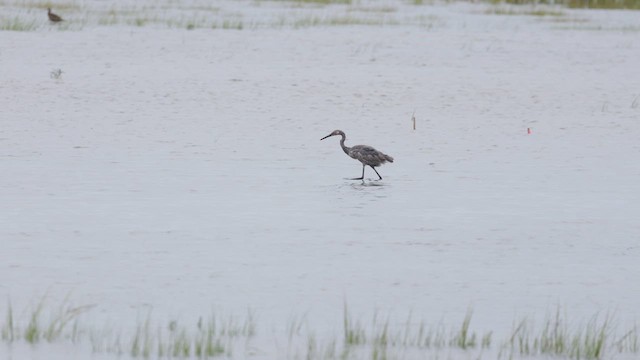 Reddish Egret - ML640542454