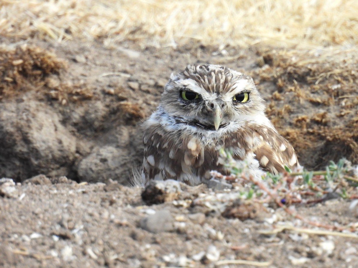 アナホリフクロウ（hypugaea／rostrata） - ML640542508