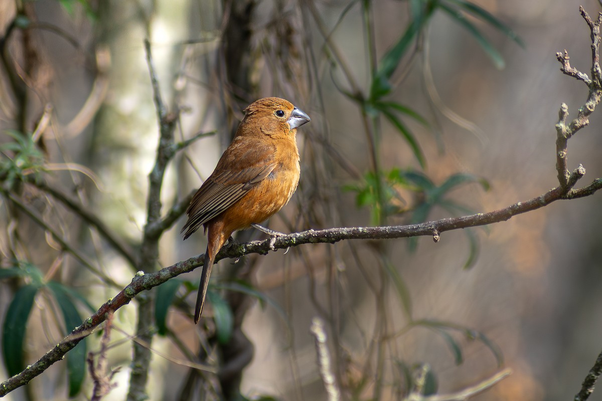 Ultramarine Grosbeak - ML640542602