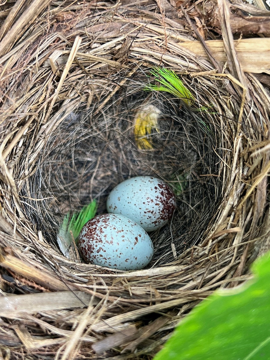 Black-faced Grassquit - ML640542614