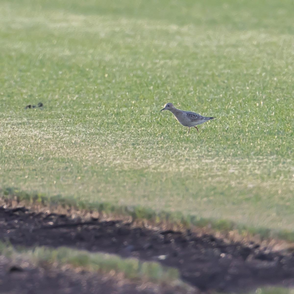 Buff-breasted Sandpiper - ML640542616