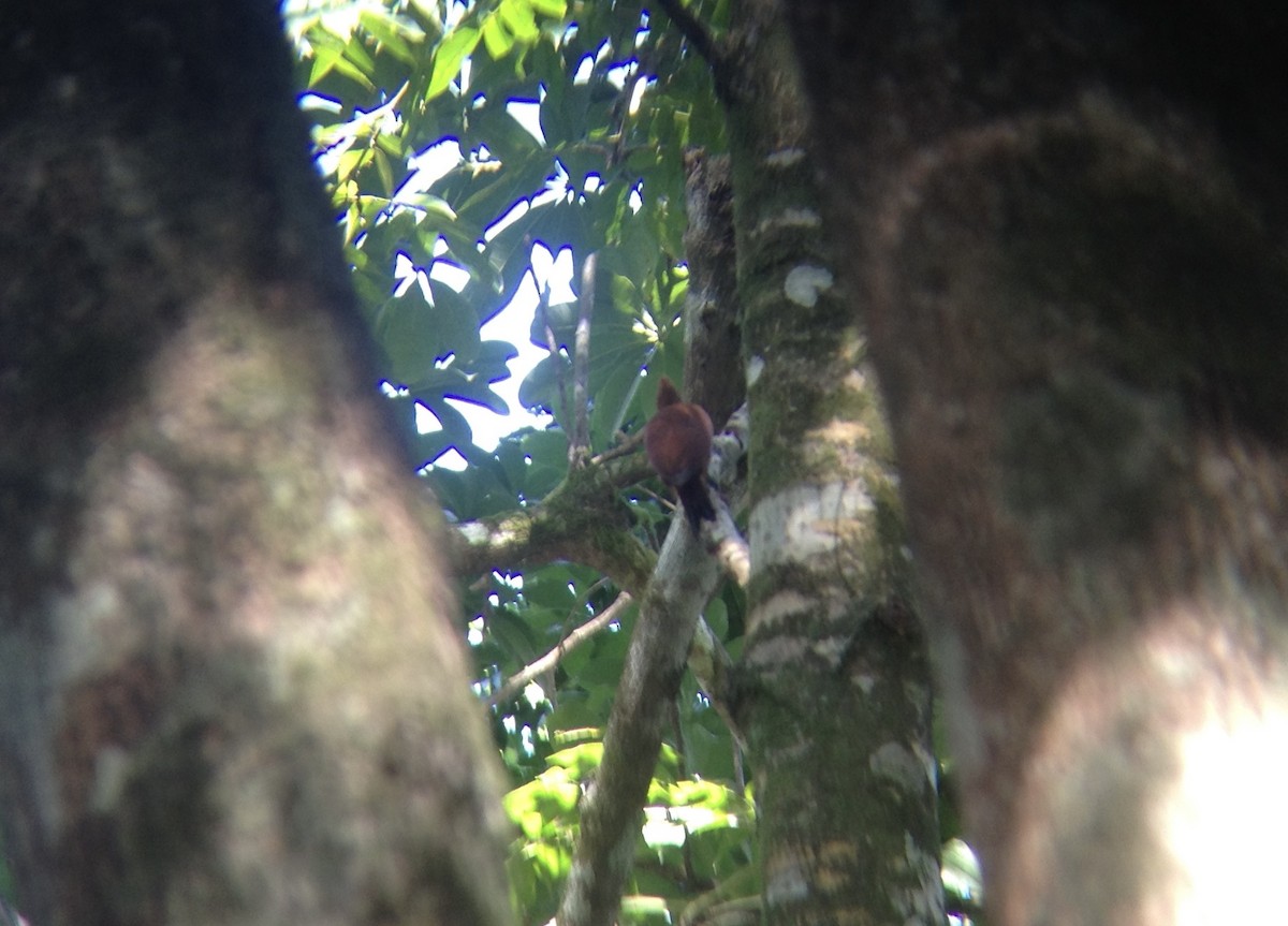 Chestnut-colored Woodpecker - ML640542669