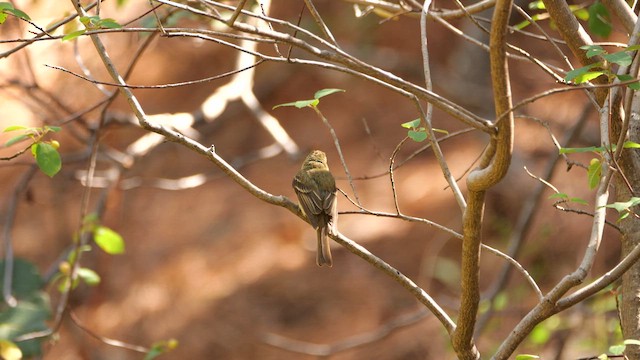 Western Flycatcher - ML640542679