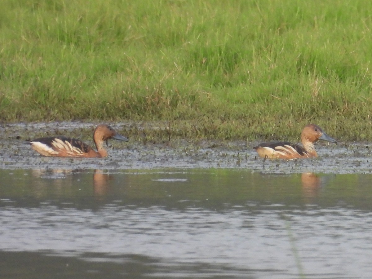 Fulvous Whistling-Duck - ML640542709