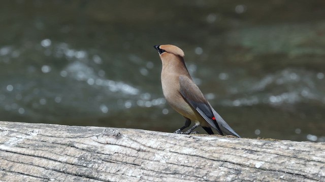 ヒメレンジャク - ML640542738