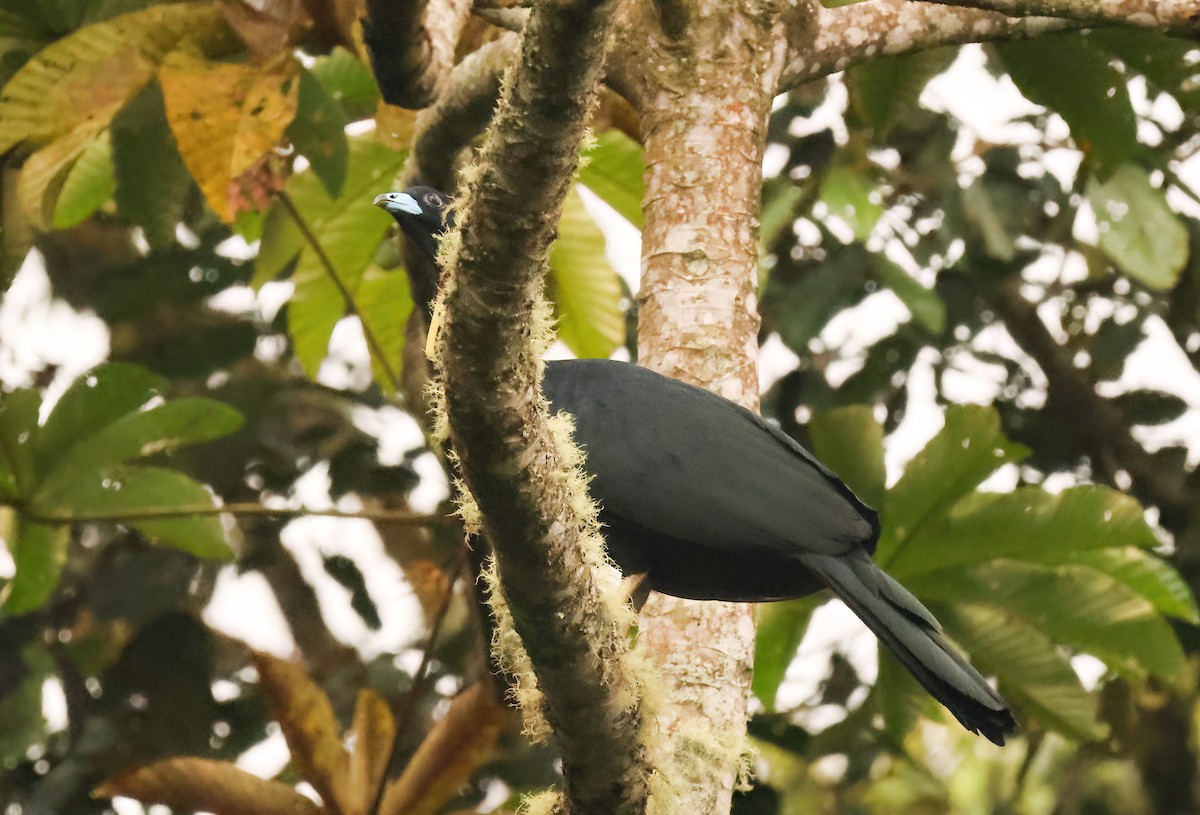 Wattled Guan - ML640542804