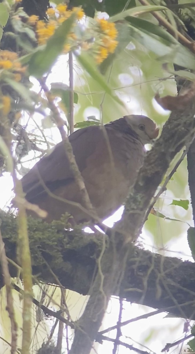 Lined Quail-Dove - ML640542840