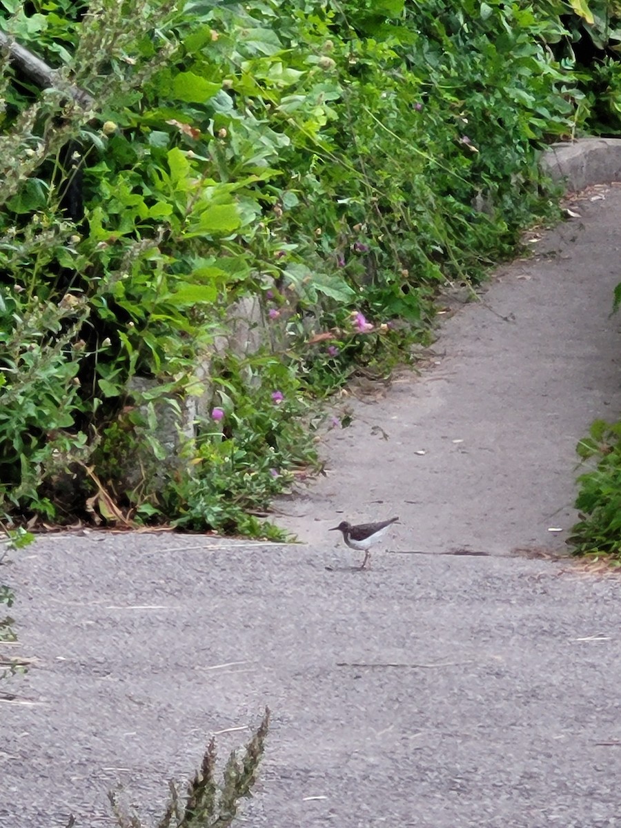 Spotted Sandpiper - ML640542952