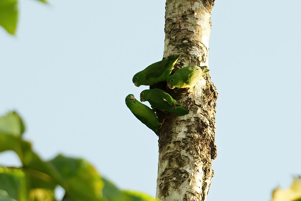 Riparian Parrotlet - ML640542988