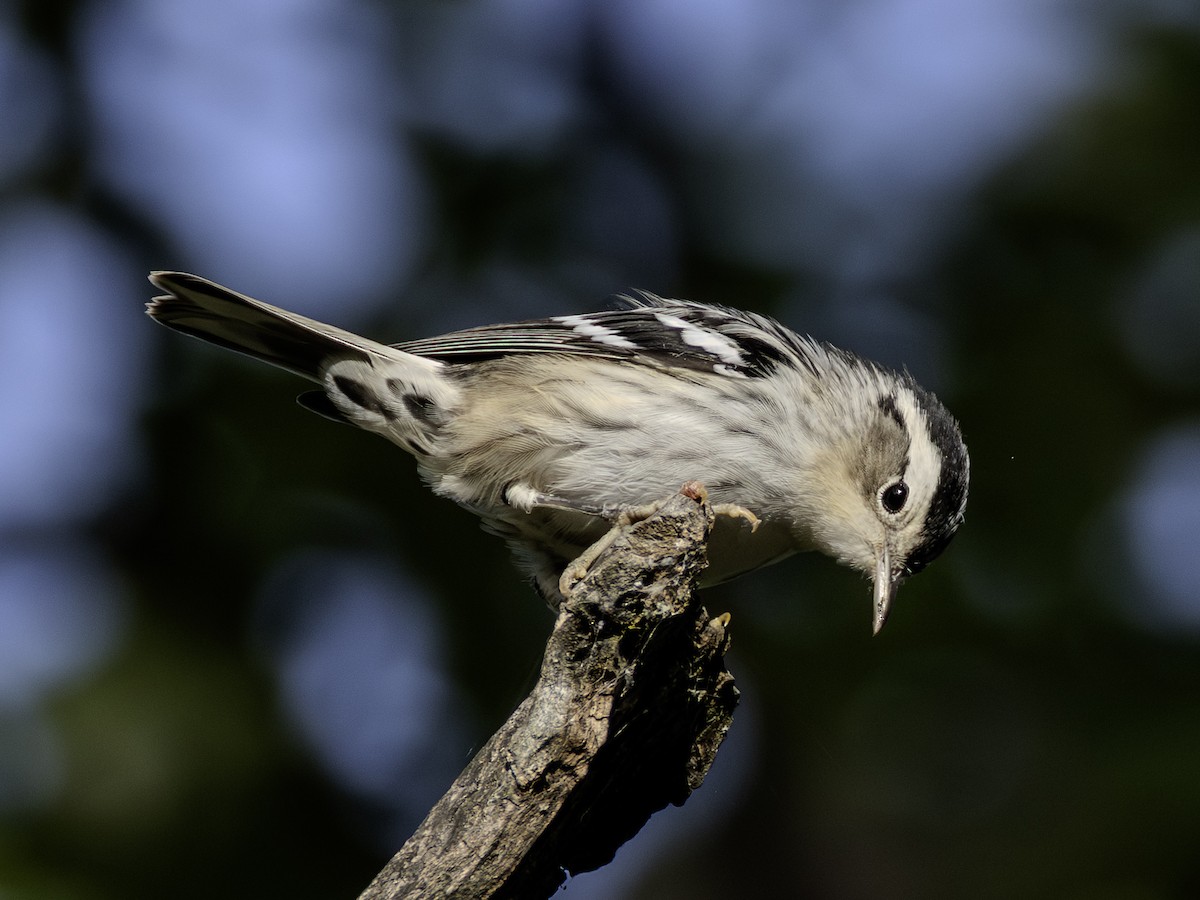 Black-and-white Warbler - ML640542993