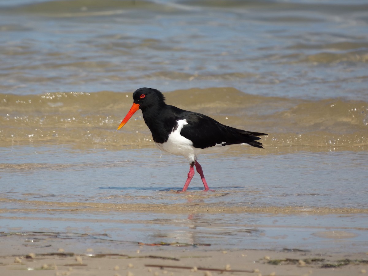 Pied Oystercatcher - ML640543052