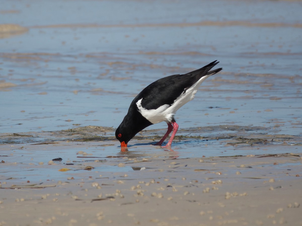 Pied Oystercatcher - ML640543053