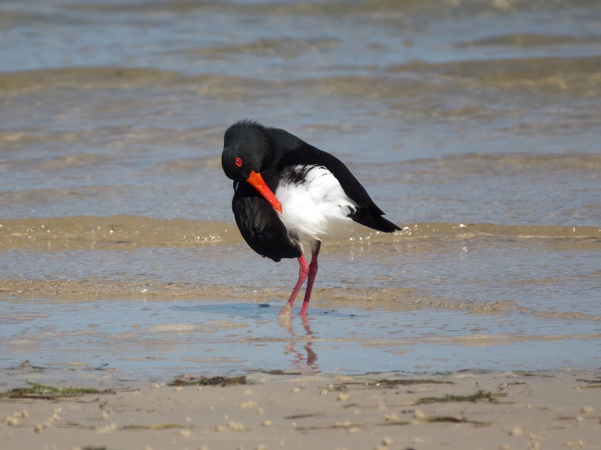 Pied Oystercatcher - ML640543054