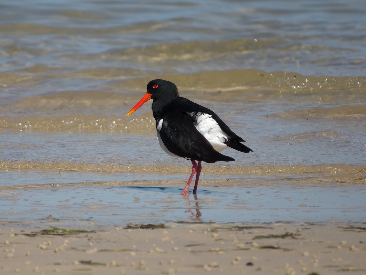 Pied Oystercatcher - ML640543056