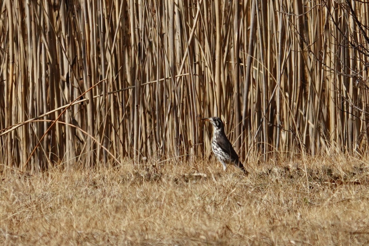 Groundscraper Thrush - ML640543086