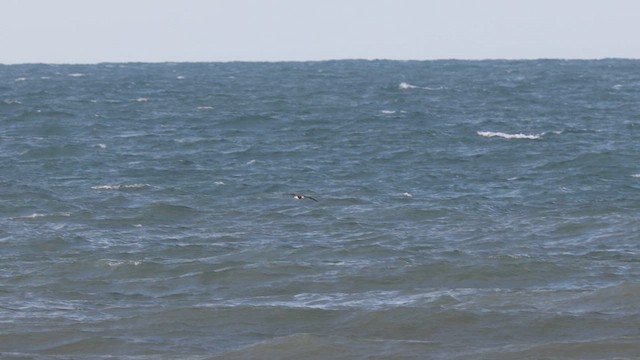 Brown Booby - ML640543109