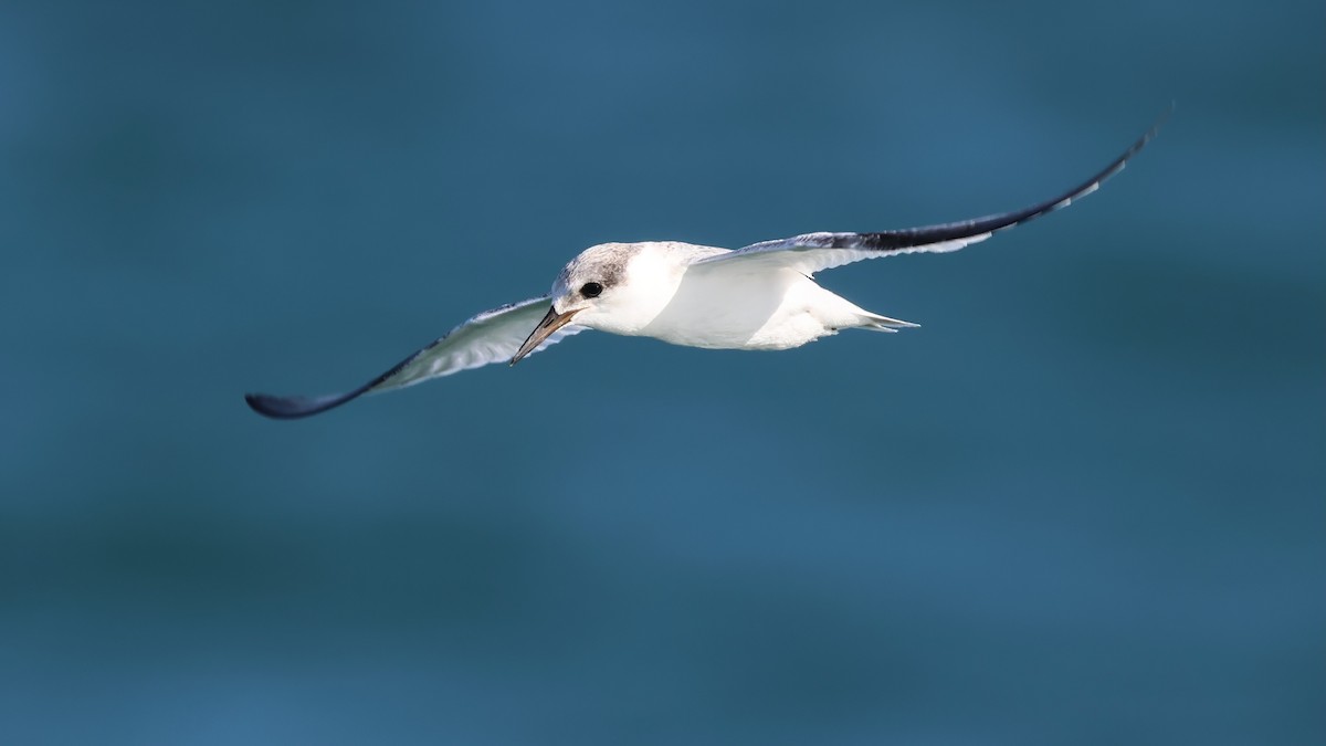 Least Tern - ML640543125