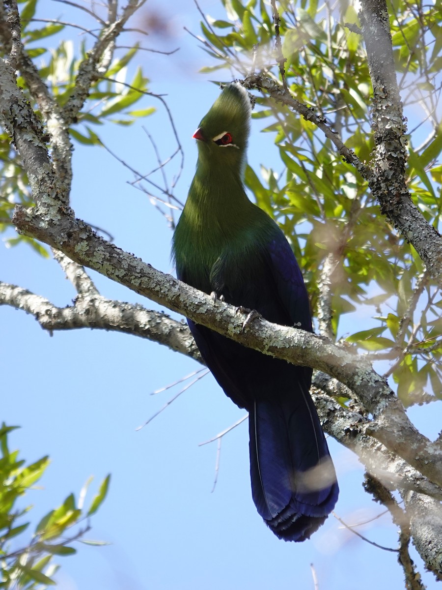 Knysna Turaco - ML640543155