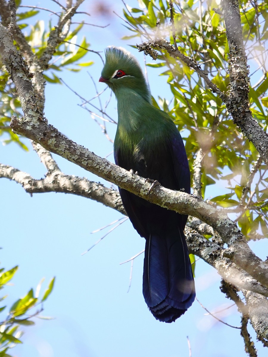 Knysna Turaco - ML640543156
