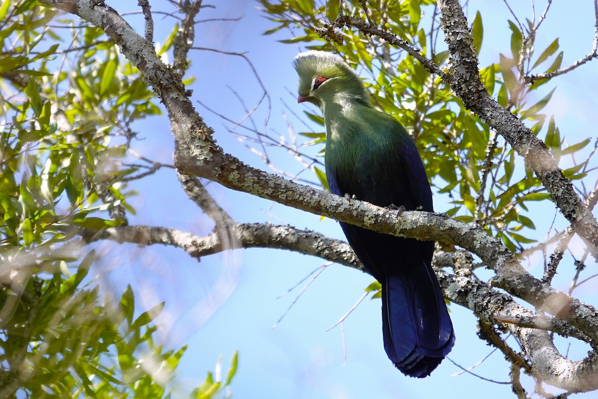 Knysna Turaco - ML640543157