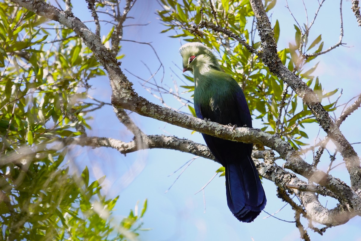 Knysna Turaco - ML640543158
