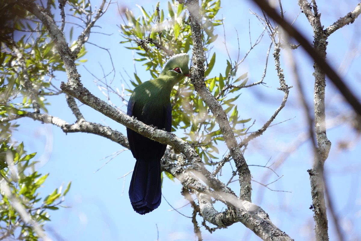 Knysna Turaco - ML640543159