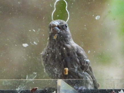 House Finch - ML640543207