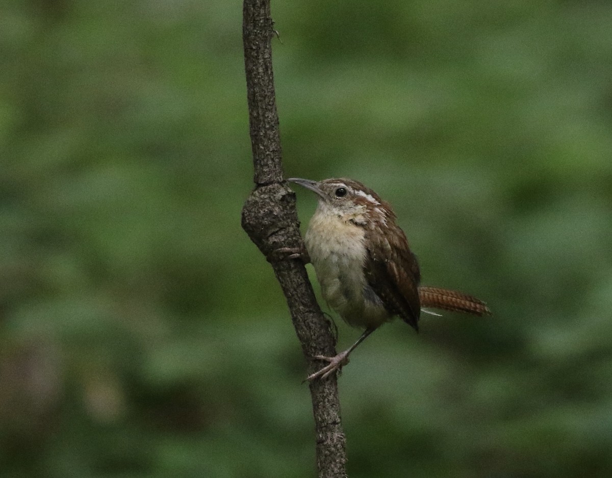 Carolina Wren - ML640543225
