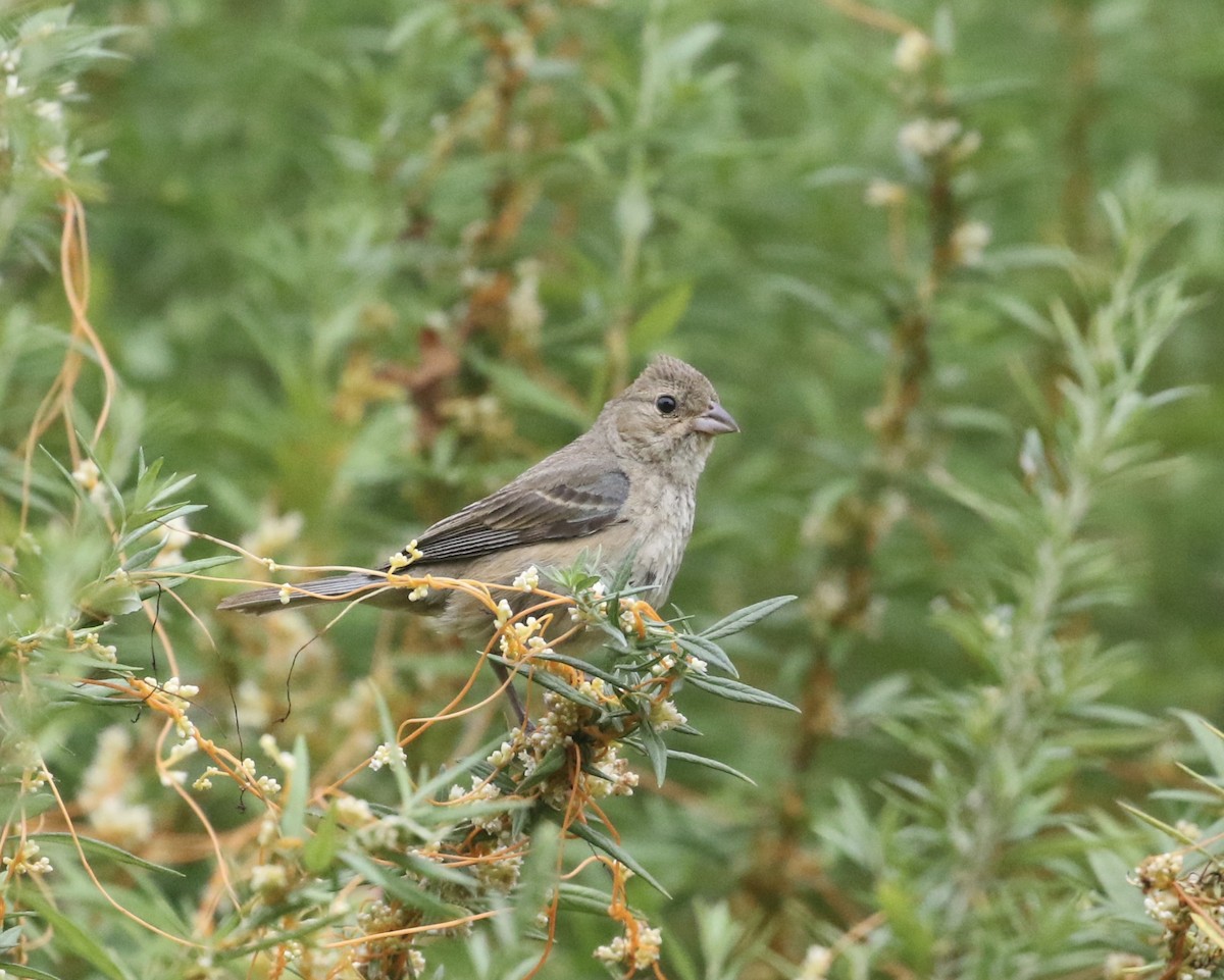 Indigo Bunting - ML640543310