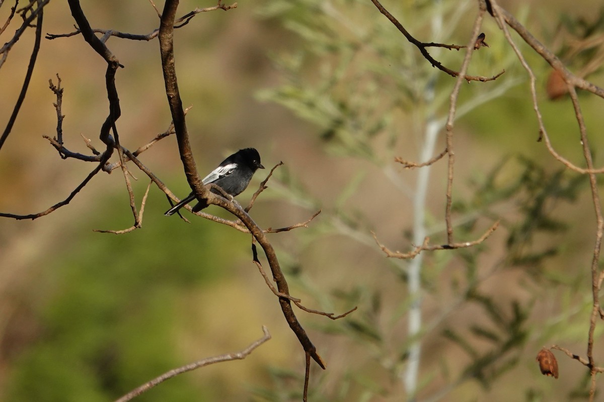 Southern Black-Tit - ML640543373