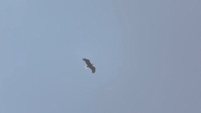 Pygargue à tête blanche - ML640543409