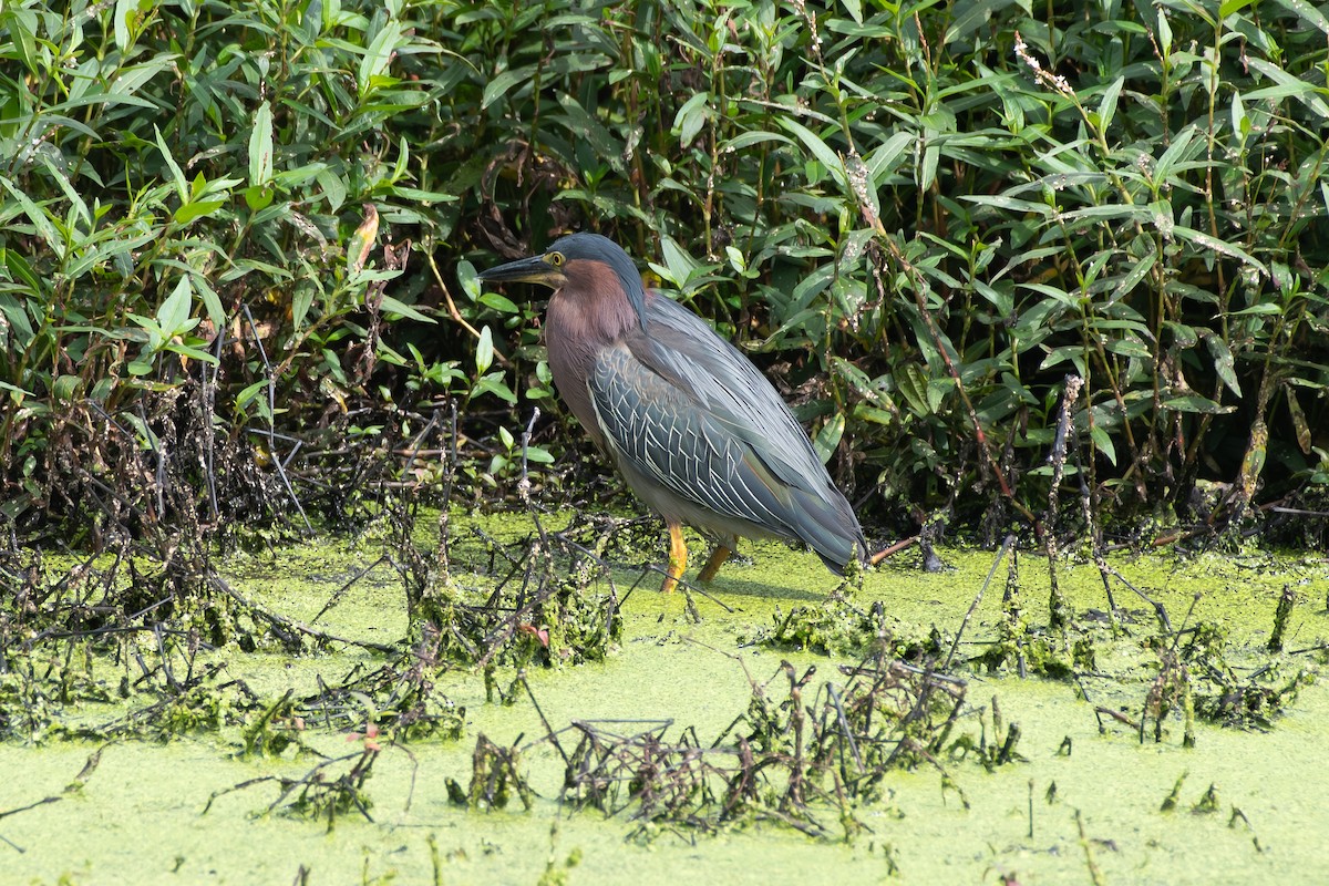 Green Heron - ML640543417