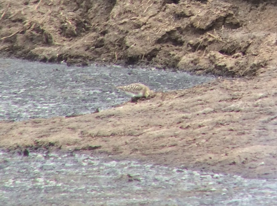Baird's Sandpiper - ML640543420