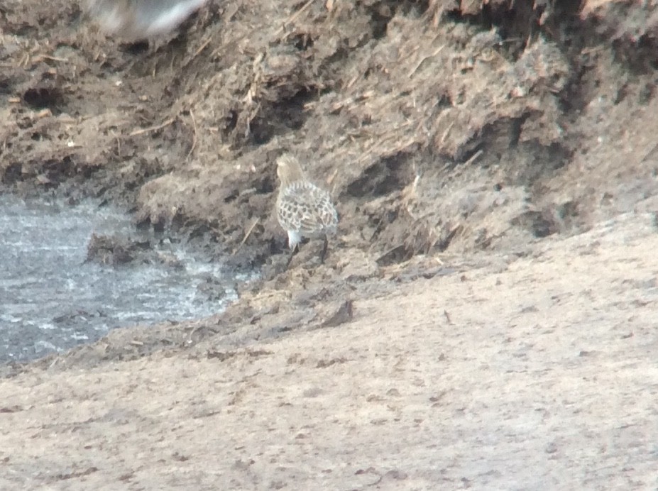 Baird's Sandpiper - ML640543421