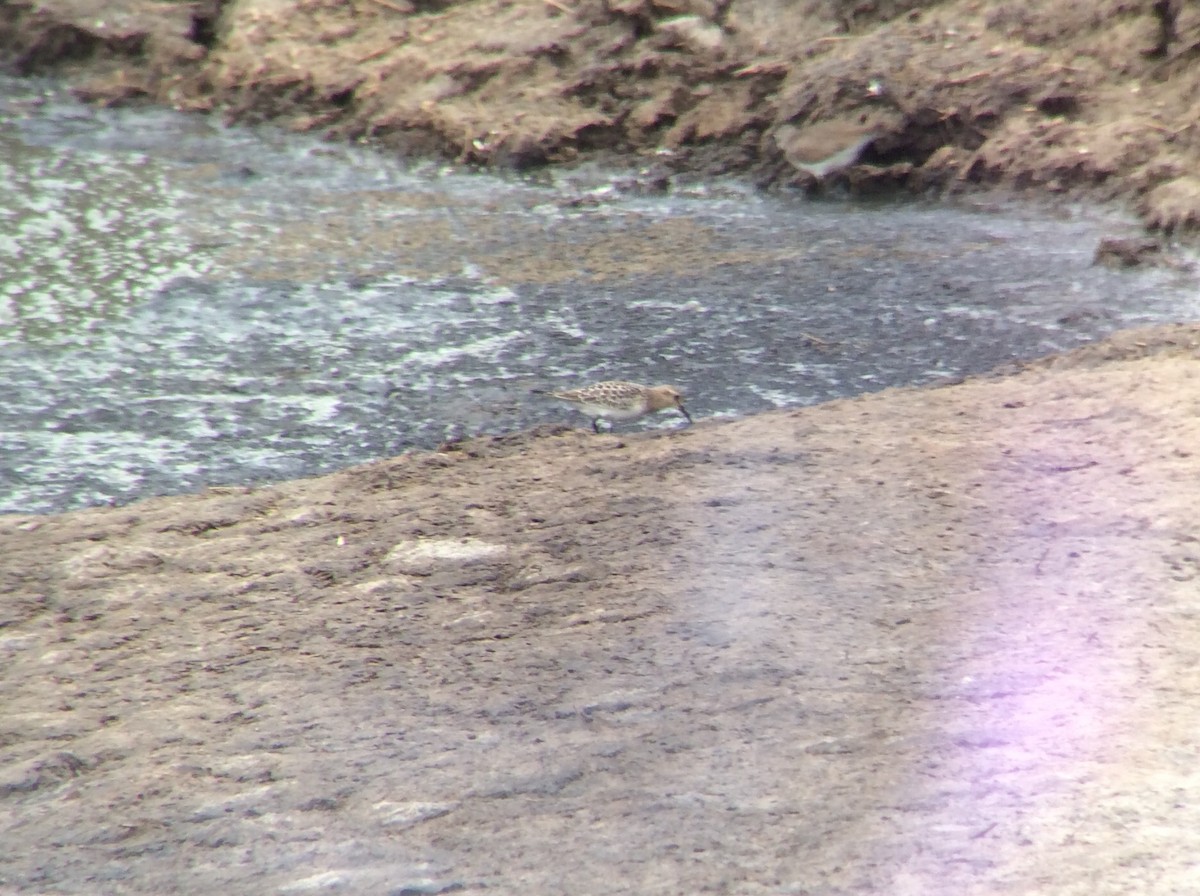 Baird's Sandpiper - ML640543422