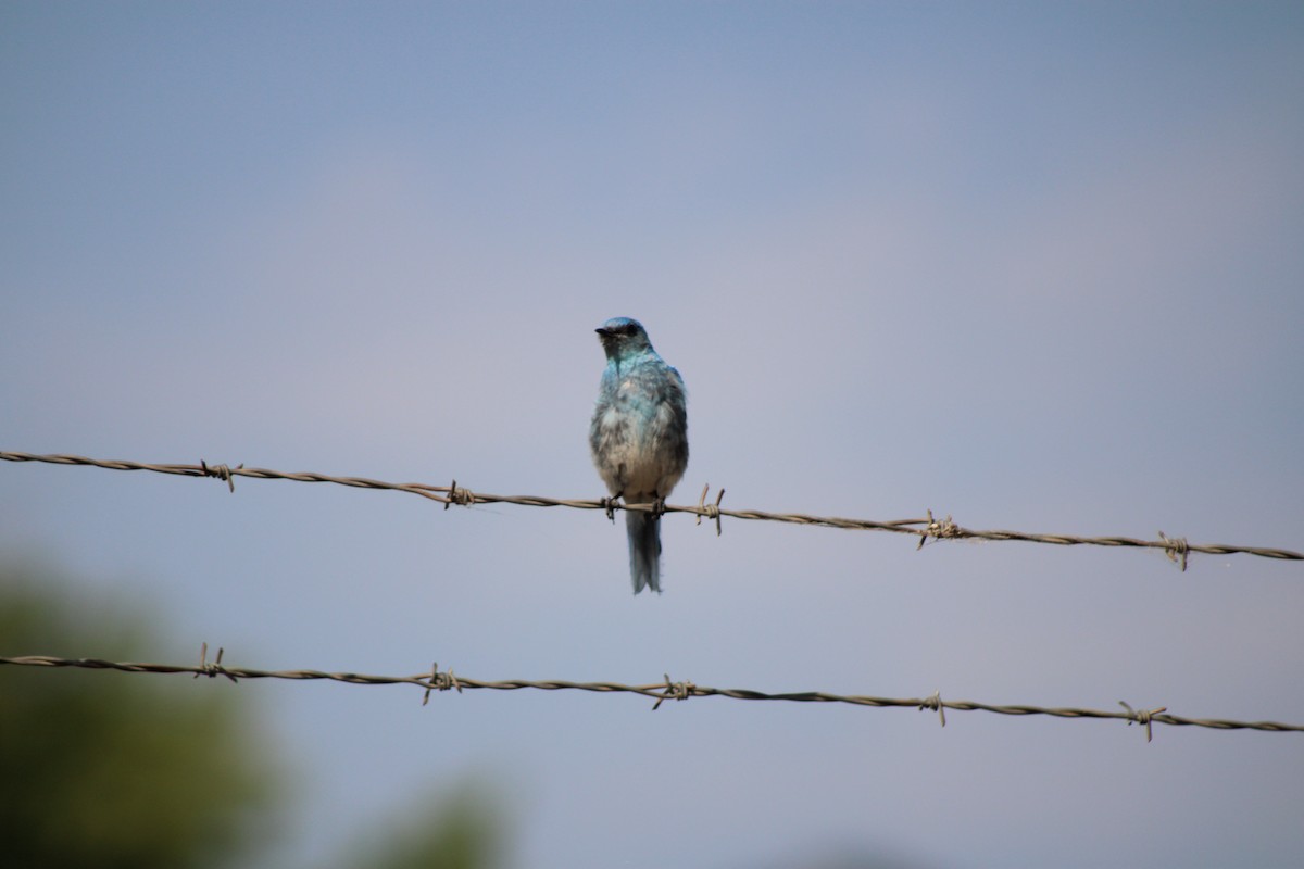 Mountain Bluebird - ML640543449