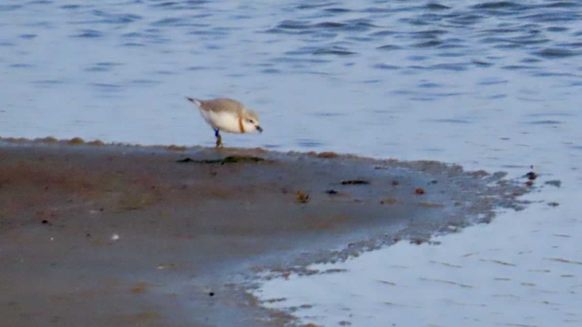 Chestnut-banded Plover - ML640543450