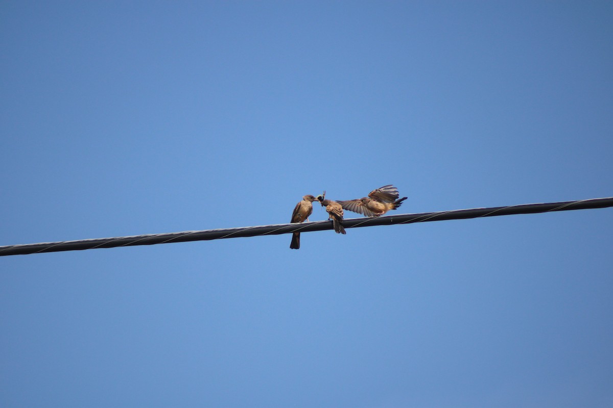 Say's Phoebe - ML640543454