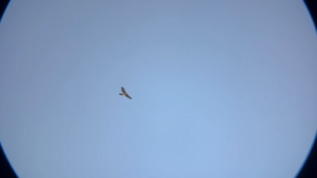 Cooper's Hawk - ML640543465