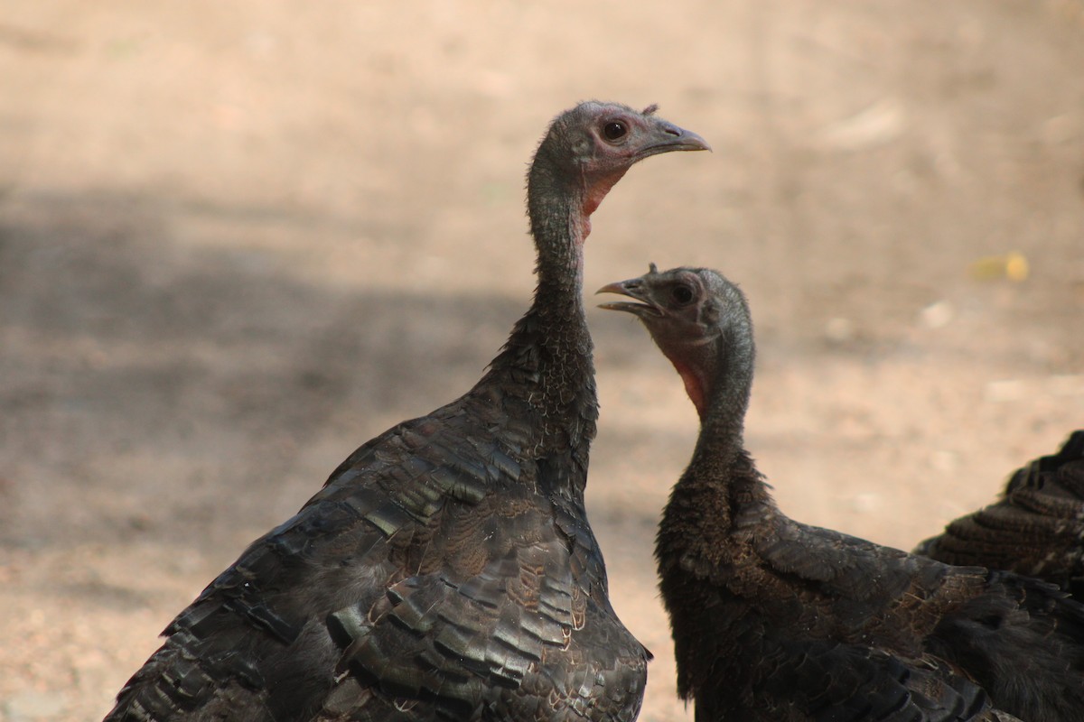 Wild Turkey - ML640543466