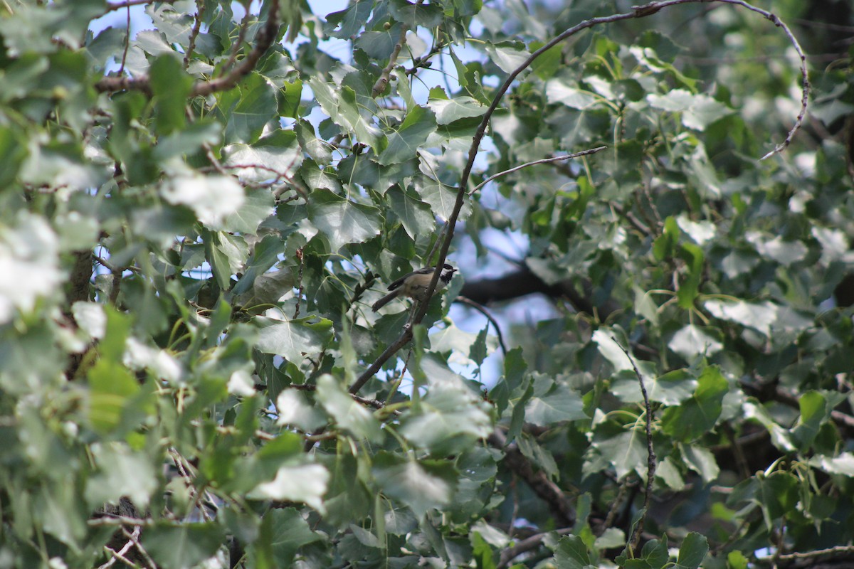 Black-capped Chickadee - ML640543472