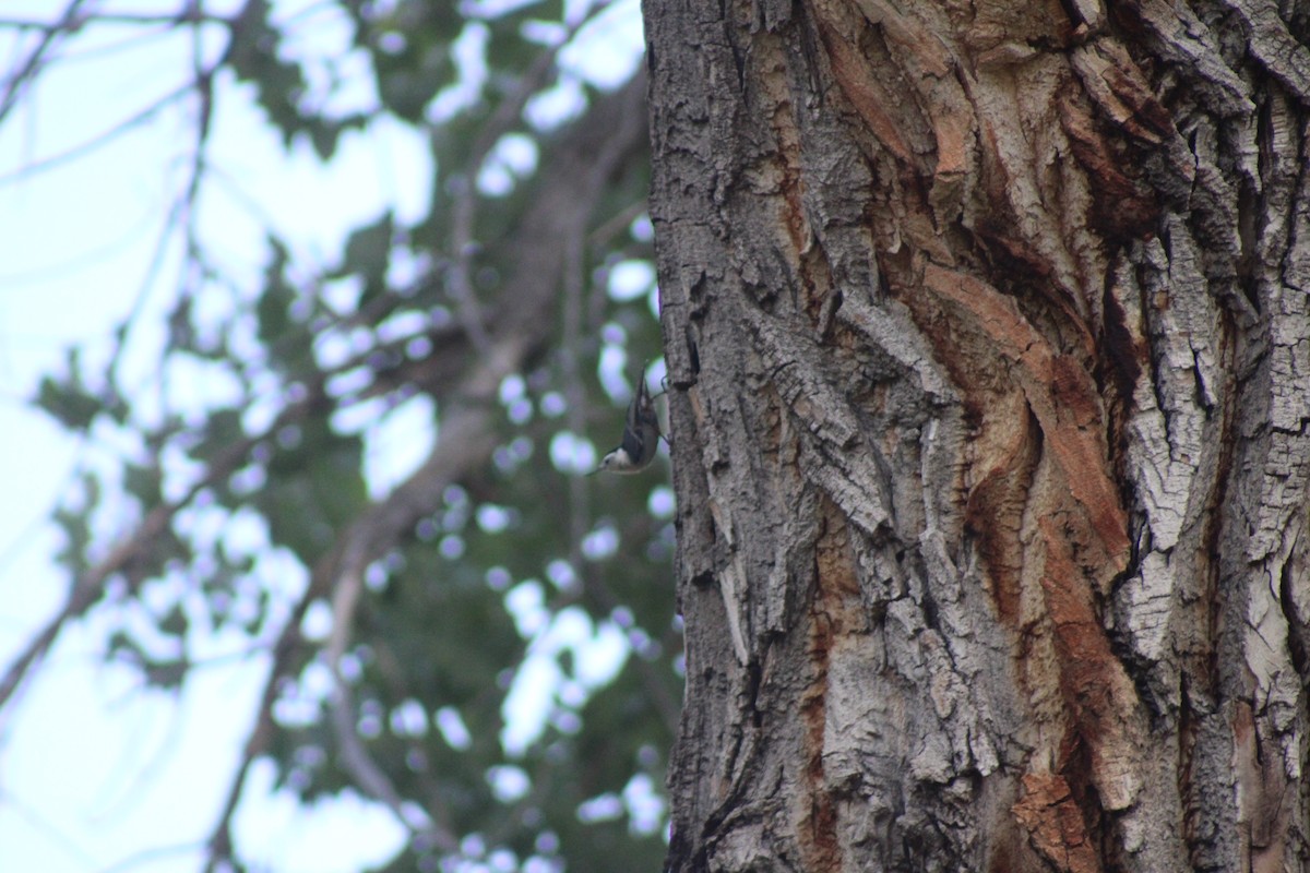 White-breasted Nuthatch - ML640543475